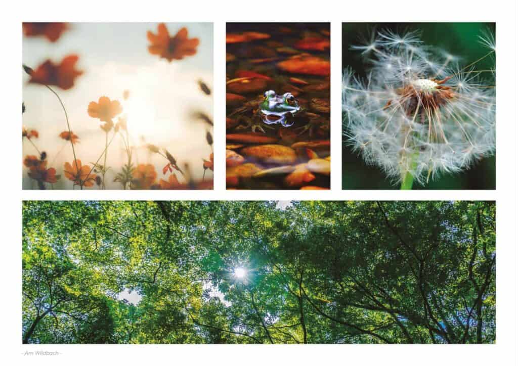 Broschüre über Löwenzahn am Wild Creek.